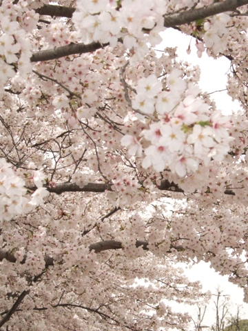 DSCF2417.JPG