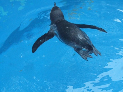DSCF4078.JPG